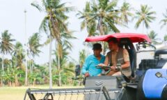 Produktivitas Padi Mampu Mencapai Sekitar 10 Hingga 11 Ton Per Hektare