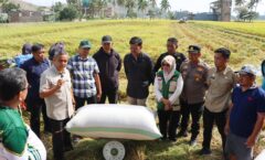 Panen Padi Perdana Kecamatan Paleteang Capai 13 Ton per Hektare
