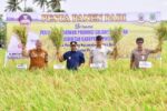 Panen di Pinrang, Bahtiar Optimis Sulsel Surplus Beras